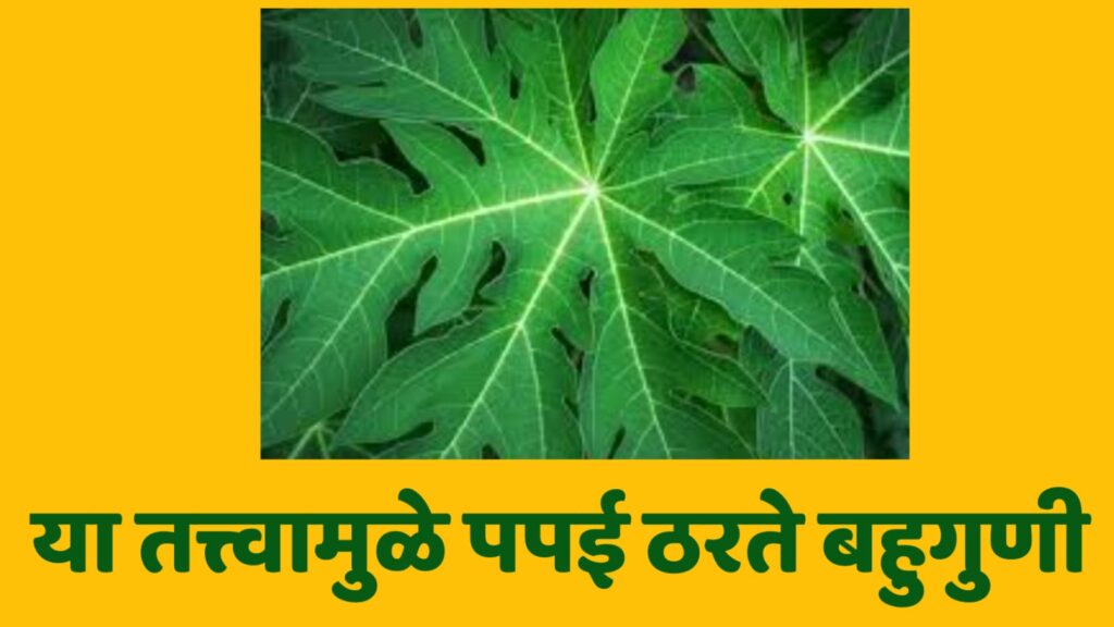 पपईची पाने